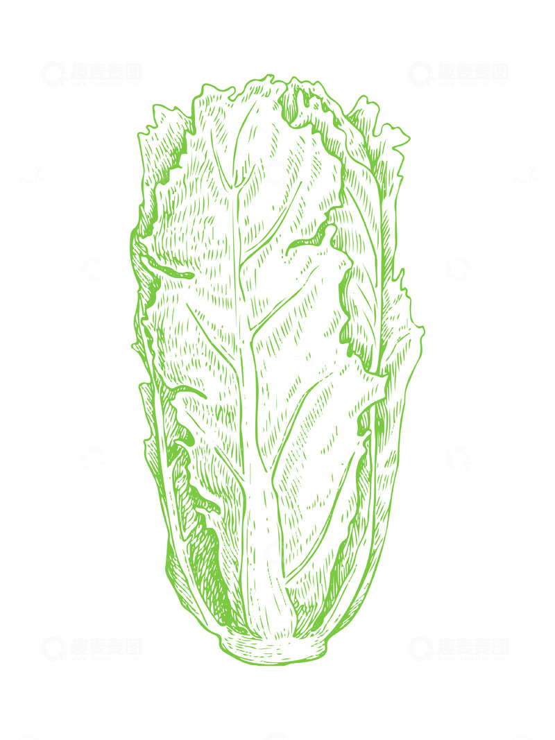 源文件下载【趣麦麦图】-蔬菜食材大白菜线稿插画版画钢笔画
