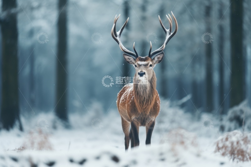 高清大图下载【趣麦麦图】树林里站立的一头麋鹿