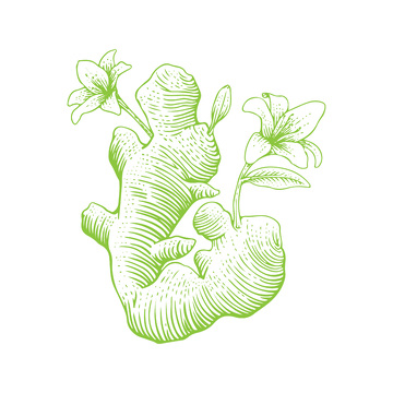 中草药植物生姜线稿插画蔬菜调味品