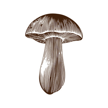 牛肝菌蘑菇菌菇食材线稿插画