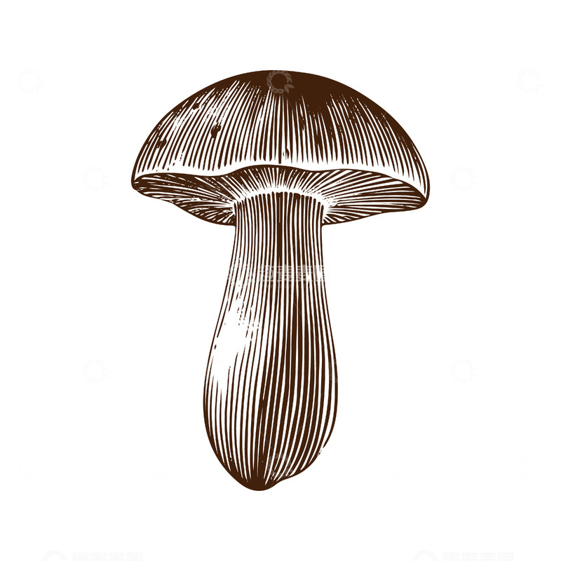 源文件下载【趣麦麦图】牛肝菌蘑菇菌菇食材线稿插画