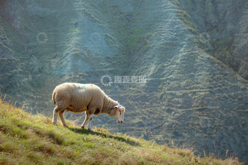 高清大图下载【趣麦麦图】山坡上吃草的绵羊
