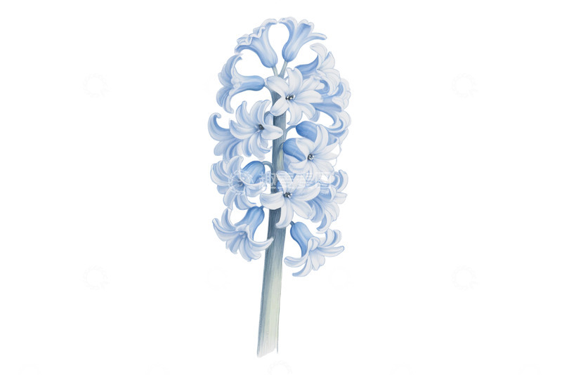 高清大图下载【趣麦麦图】免抠白色背景上的花朵轮廓素描 (3) 