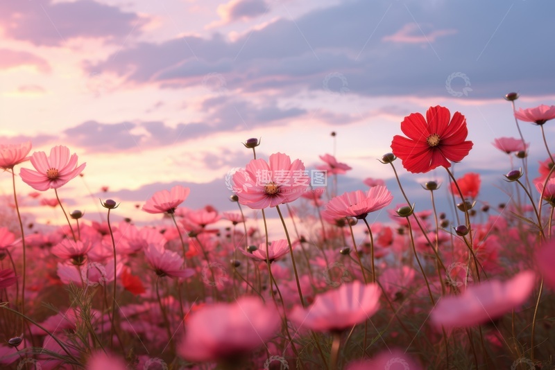 高清大图下载【趣麦麦图】粉色的野花花丛美景