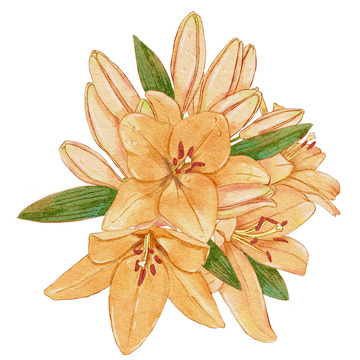 免扣素材黄色的百合花