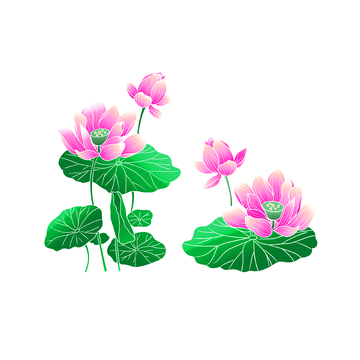 夏天小暑莲花荷花莲叶荷叶植物