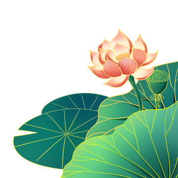 夏天小暑荷花荷叶莲蓬莲花花朵