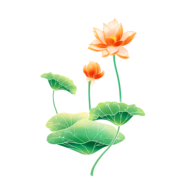 小暑大暑夏天荷花荷叶莲花莲叶