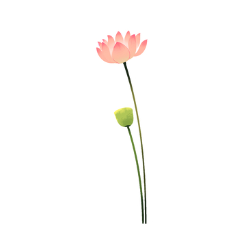小暑大暑夏天荷花莲花花朵莲蓬