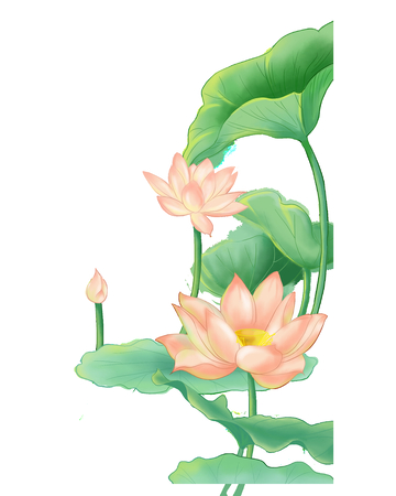 夏天小暑荷花荷叶花朵莲花植物