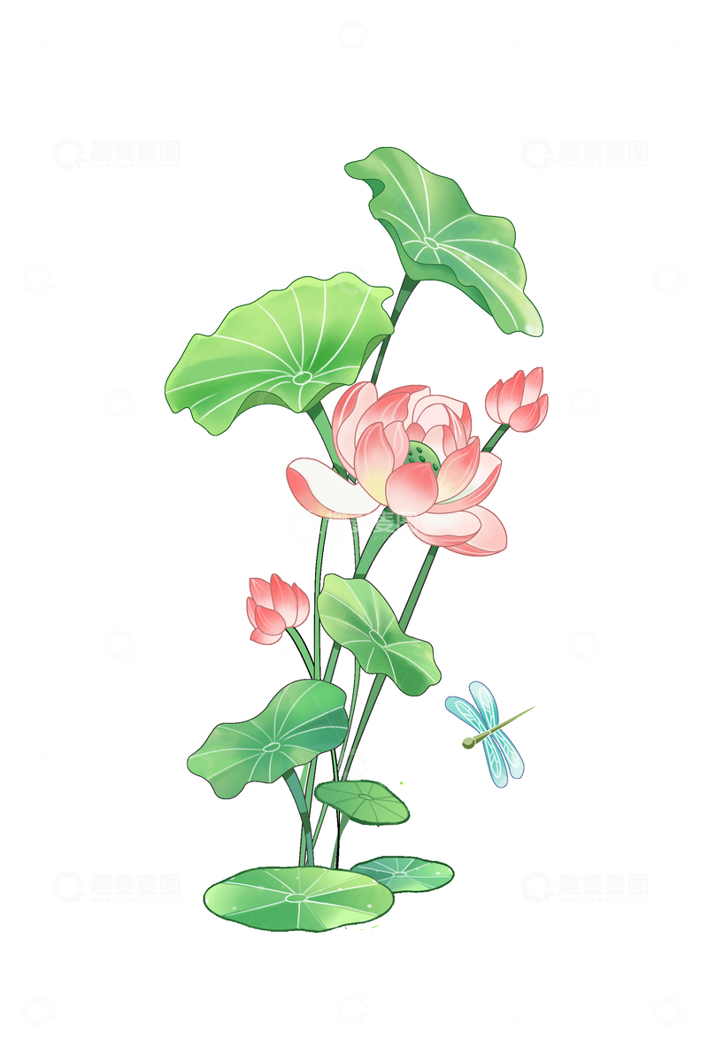 源文件下载【趣麦麦图】夏天小暑莲花荷花荷叶花苞植物