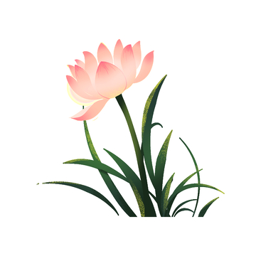 夏天小暑荷花莲花花朵草丛青草