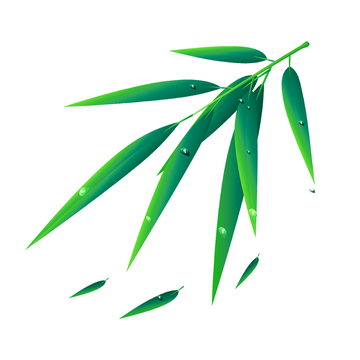 夏天小暑大暑竹叶竹子绿叶叶子