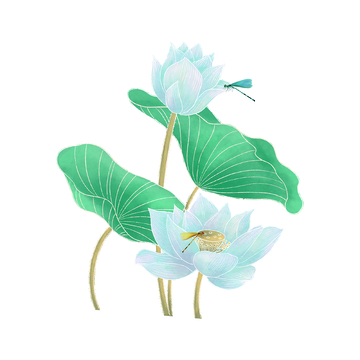 小暑大暑夏天荷花荷叶蜻蜓莲花莲叶蜻蜓