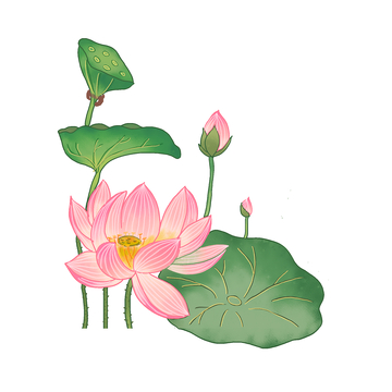 夏天小暑大暑荷花荷叶莲蓬植物