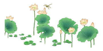 夏天大暑荷花荷叶荷塘蜻蜓花朵植物