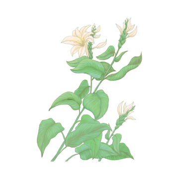 夏天小暑大暑花朵花序绿叶植物草药