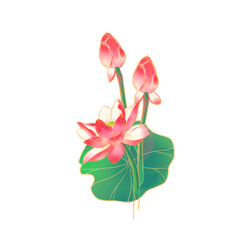 夏天小暑大暑花朵花苞荷花荷叶