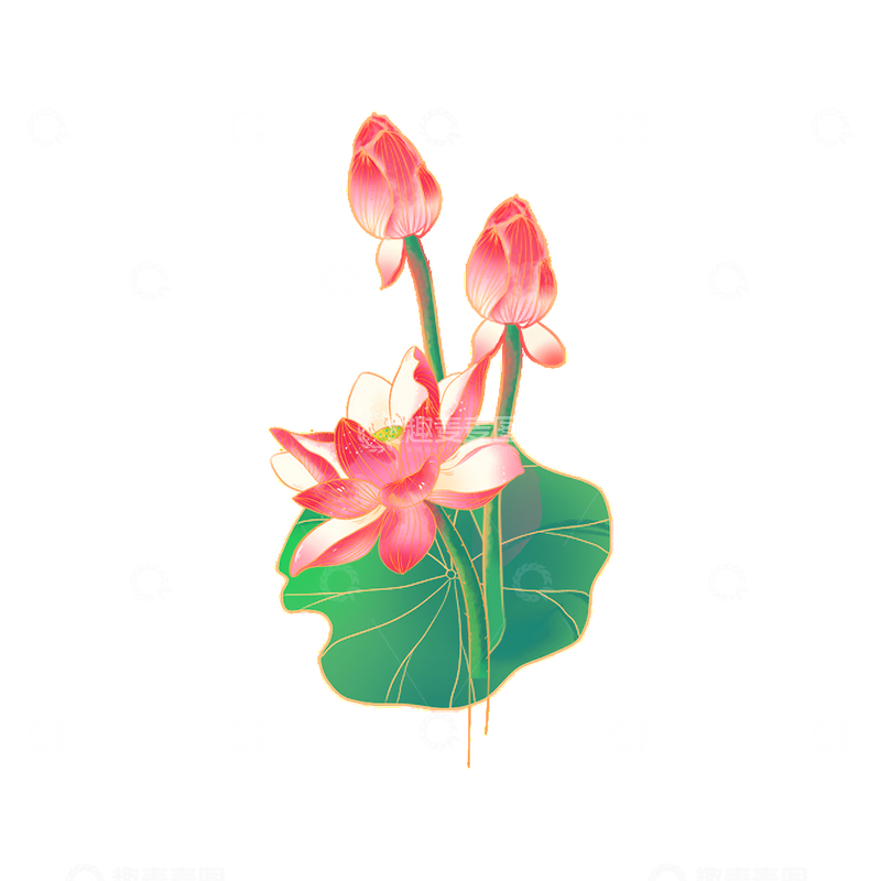 源文件下载【趣麦麦图】夏天小暑大暑花朵花苞荷花荷叶