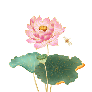 夏天小暑大暑荷花荷叶莲蓬花朵蜻蜓