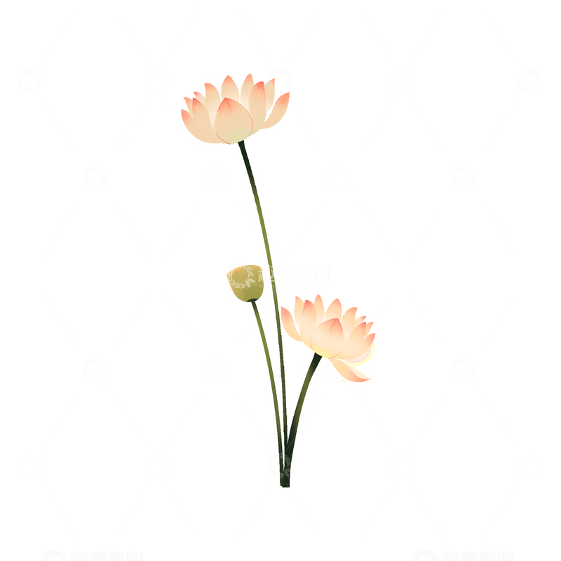 源文件下载【趣麦麦图】夏天大暑小暑荷花莲蓬莲花花朵