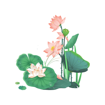 夏天小暑大暑荷花荷叶莲蓬草丛植物