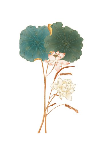 夏天大暑荷叶荷花草丛莲花莲叶植物