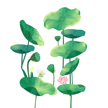 夏季小暑大暑荷叶莲蓬荷花植物