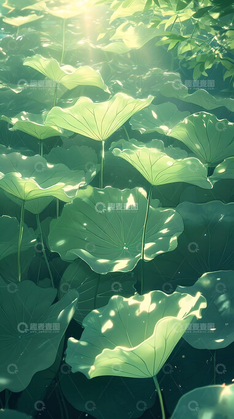 高清大图下载【趣麦麦图】夏天荷叶手机壁纸