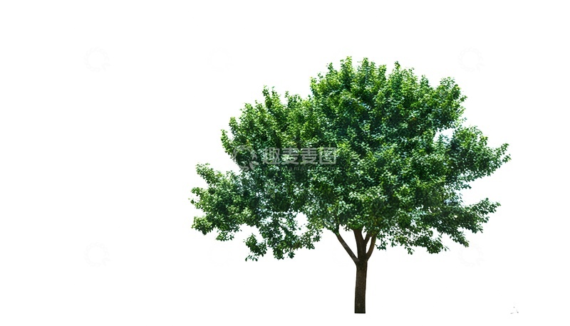 高清大图下载【趣麦麦图】清新绿树植物素材图