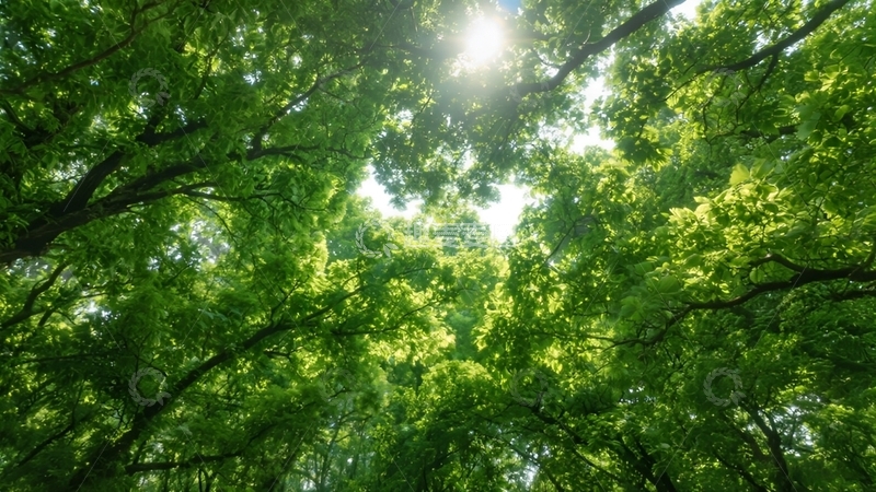高清大图下载【趣麦麦图】林间日影透繁枝壁纸