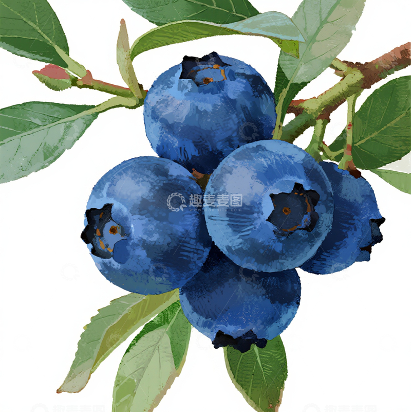高清大图下载【趣麦麦图】夏日蓝莓果实6