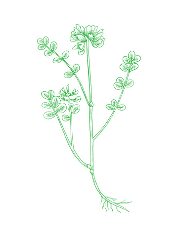 中草药植物紫云英线稿插画版画木刻画