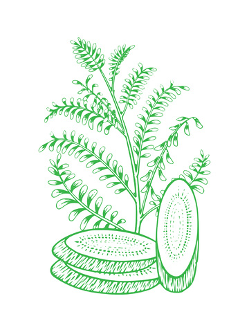 中草药植物黄芪线稿插画版画木刻画