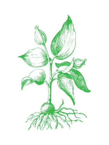 中草药植物半夏线稿插画版画木刻画