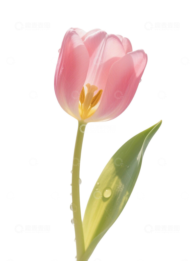 高清大图下载【趣麦麦图】郁金香花束写实主题94e