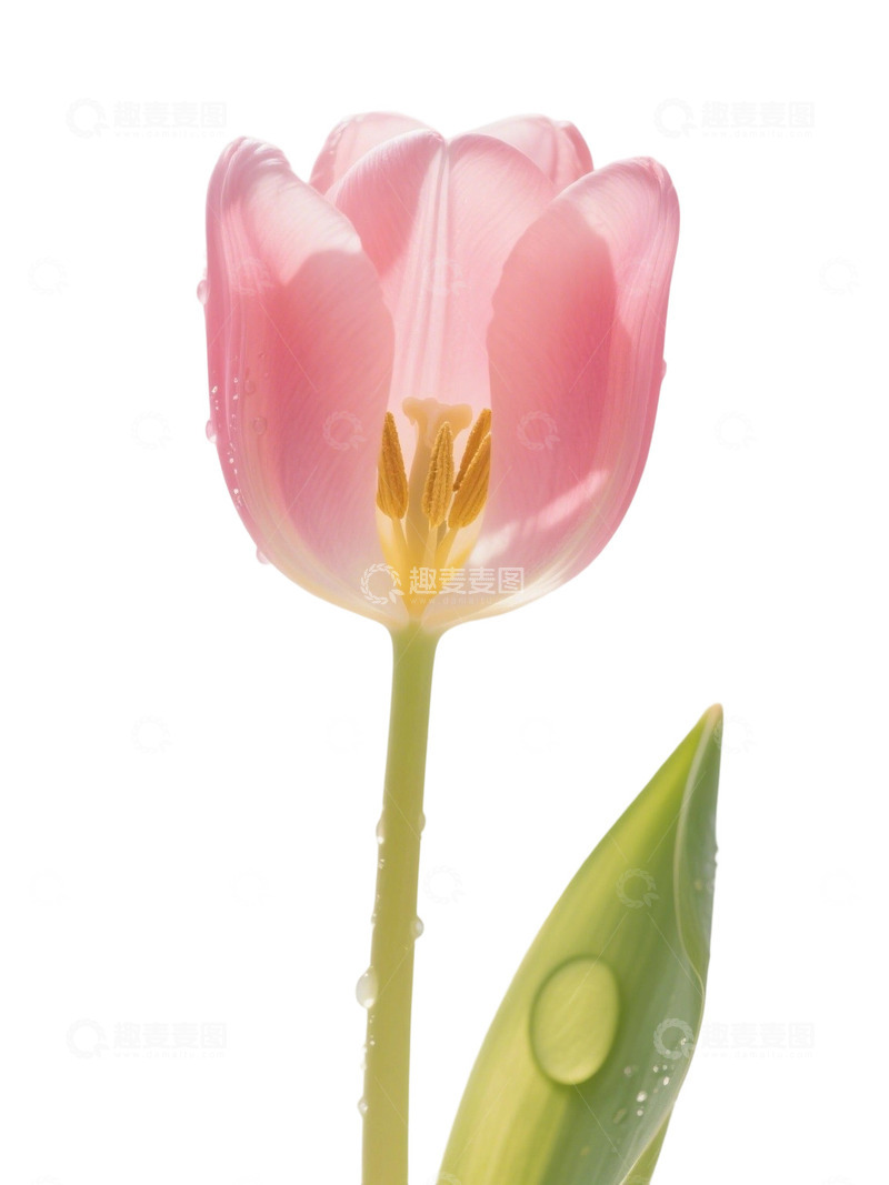 高清大图下载【趣麦麦图】郁金香花束写实主题98e