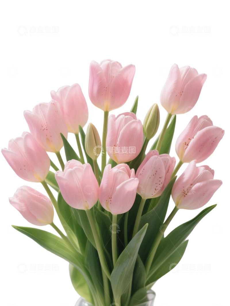 高清大图下载【趣麦麦图】郁金香花束写实主题87q