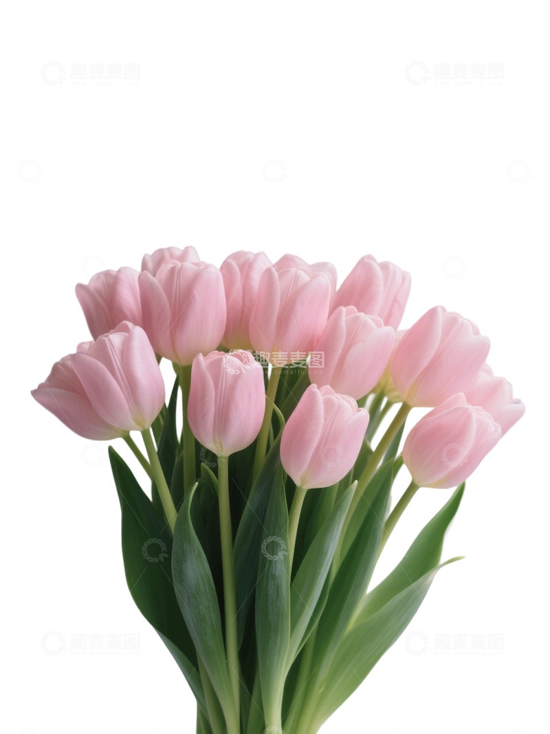 高清大图下载【趣麦麦图】郁金香花束写实主题94q