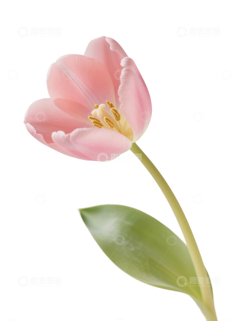 高清大图下载【趣麦麦图】郁金香花束写实主题93e