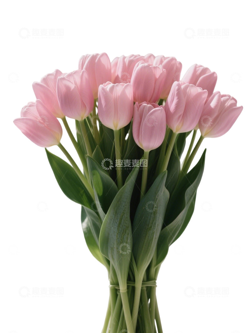 高清大图下载【趣麦麦图】郁金香花束写实主题82q