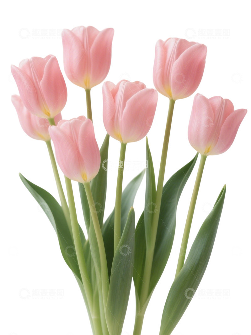 高清大图下载【趣麦麦图】郁金香花束写实主题97r