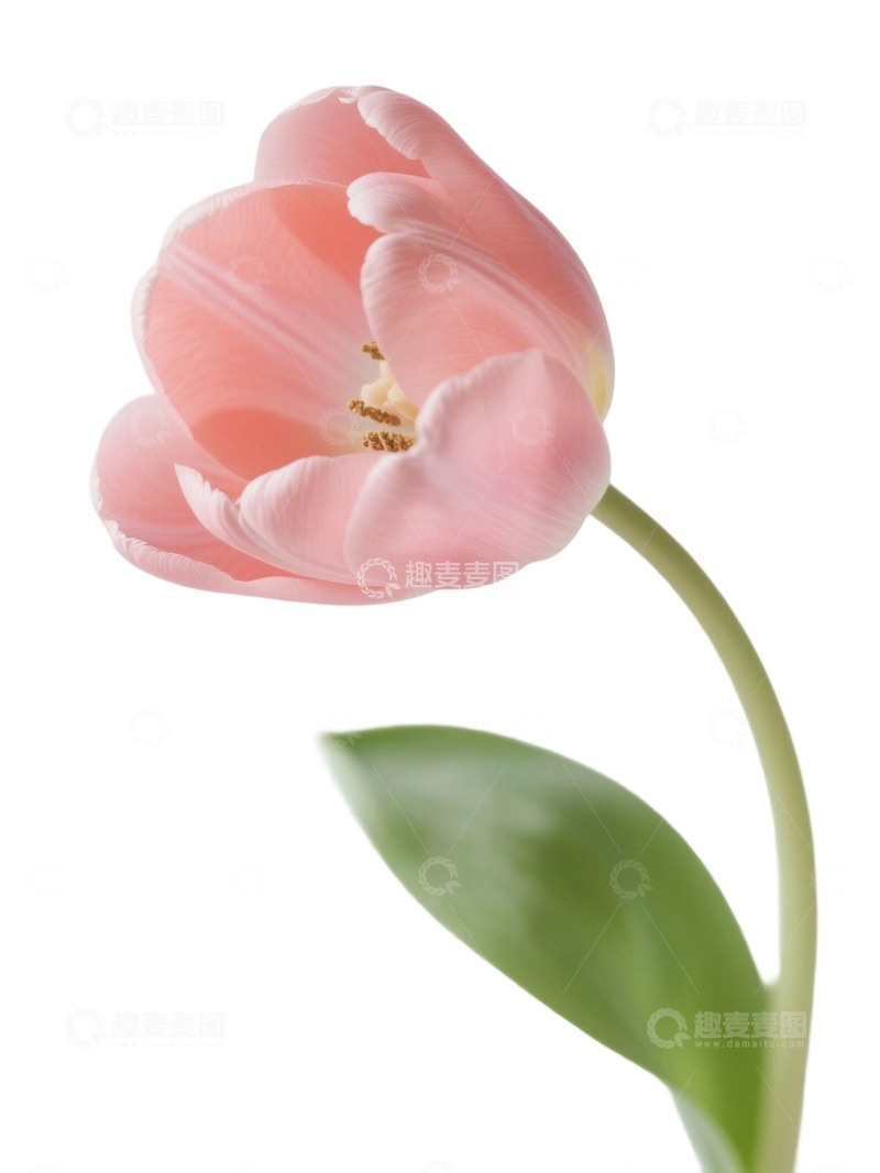 高清大图下载【趣麦麦图】郁金香花束写实主题92e