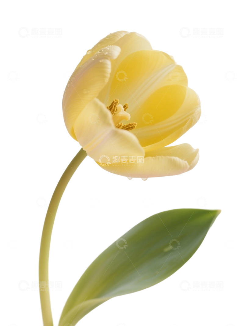 高清大图下载【趣麦麦图】郁金香花束写实主题91y