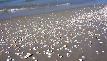 海滩贝壳阳光自然景色