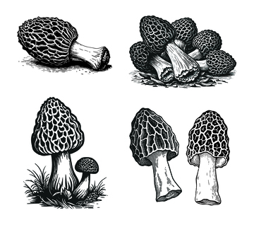 羊肚菌矢量木版画