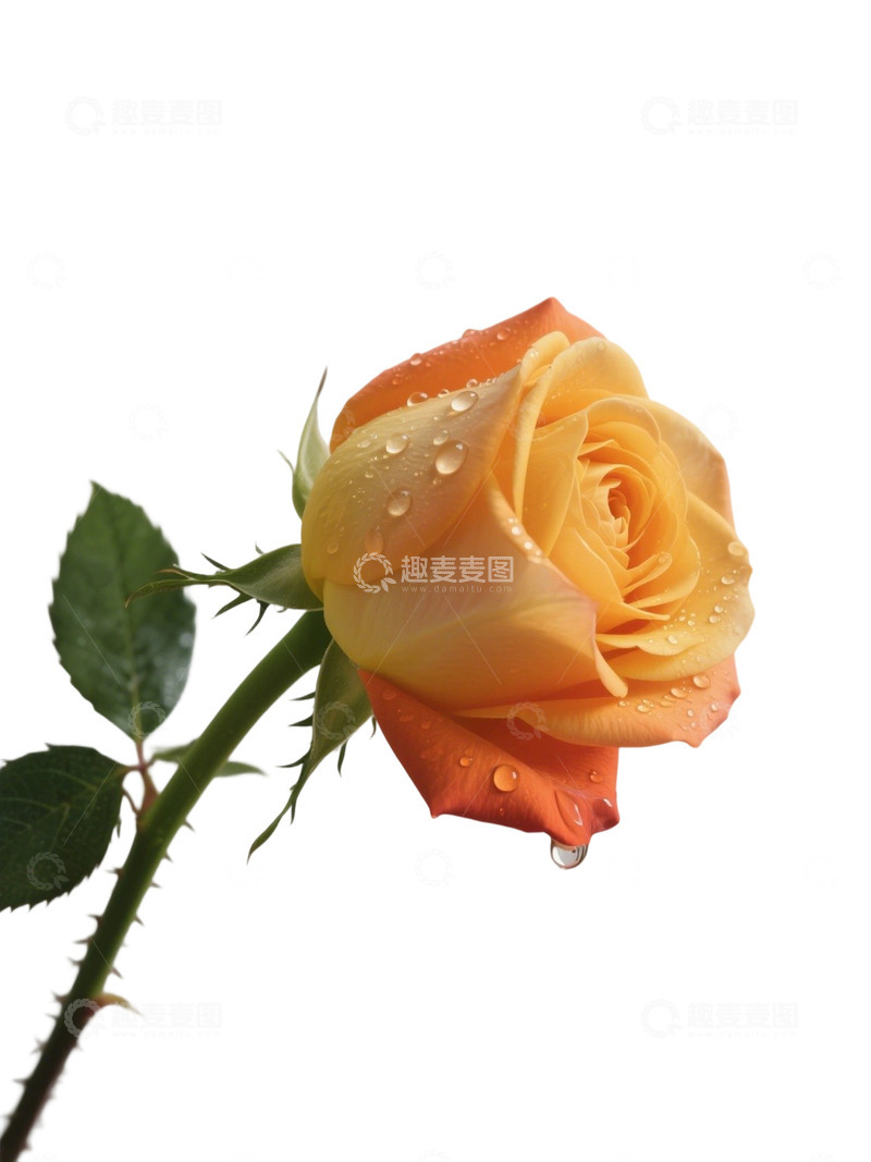 高清大图下载【趣麦麦图】黄色玫瑰花写实主题3f