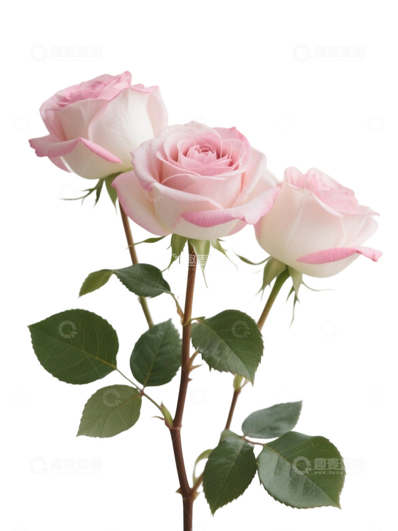 高清大图下载【趣麦麦图】粉红色的玫瑰花写实主题27