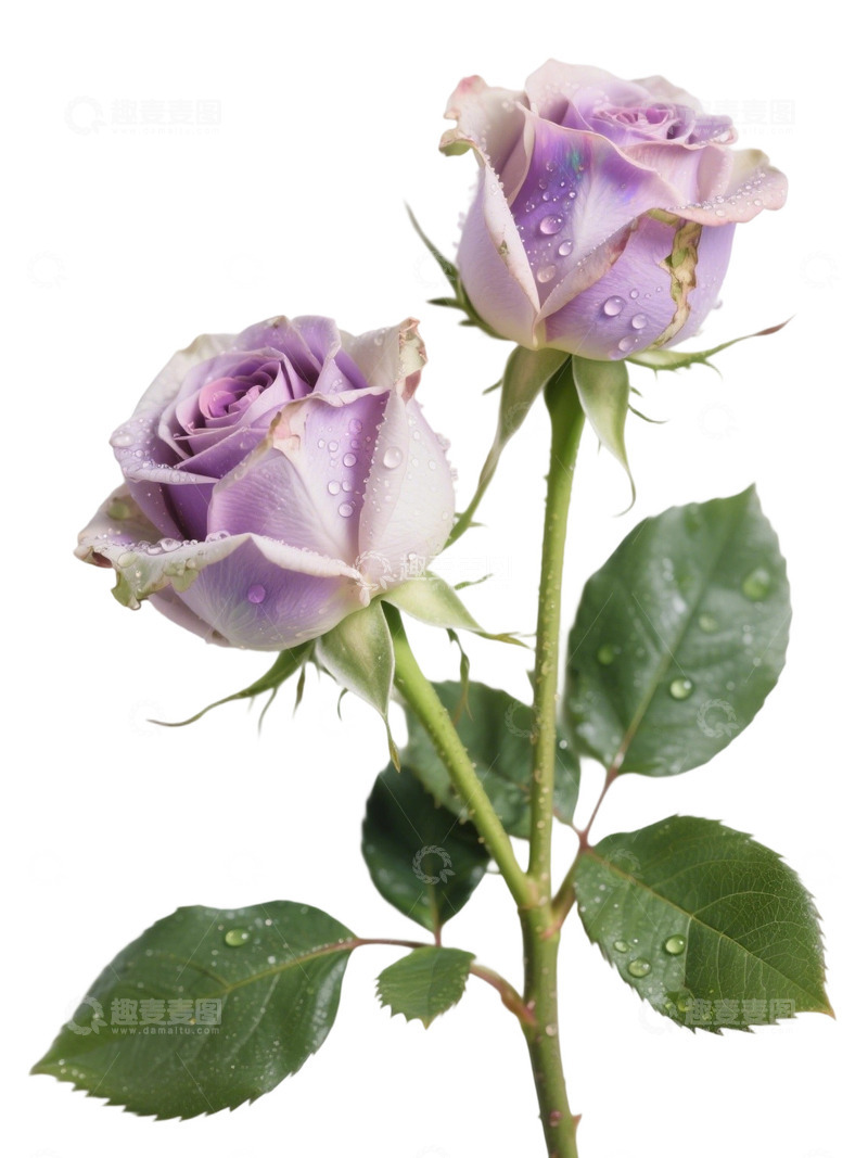 高清大图下载【趣麦麦图】粉红色的玫瑰花写实主题64