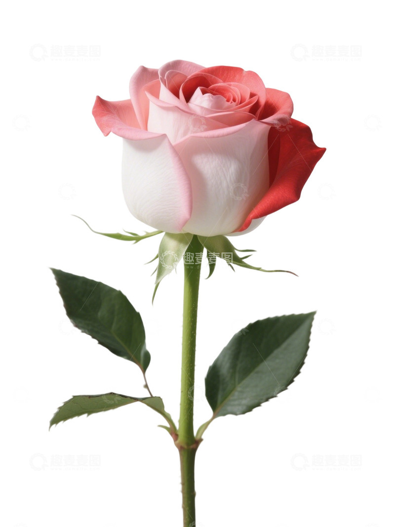 高清大图下载【趣麦麦图】粉红色的玫瑰花写实主题92